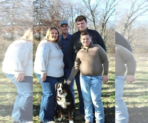 Bernese Mountain Dog Dog Breeder near HASKELL, OK, USA