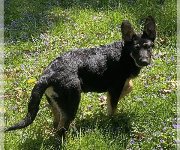 Medium Photo #1  Breeder Profile in COLUMBUS, OH, USA