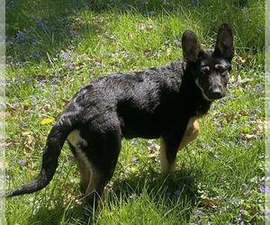 Main photo of German Shepherd Dog Dog Breeder near COLUMBUS, OH, USA