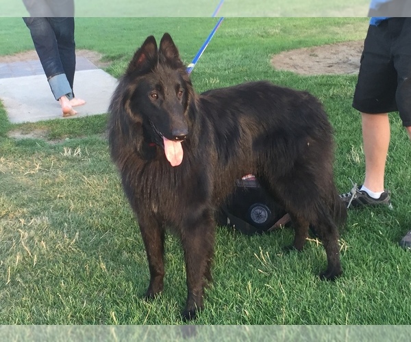 Medium Photo #9  Breeder Profile in MERIDIAN, ID, USA