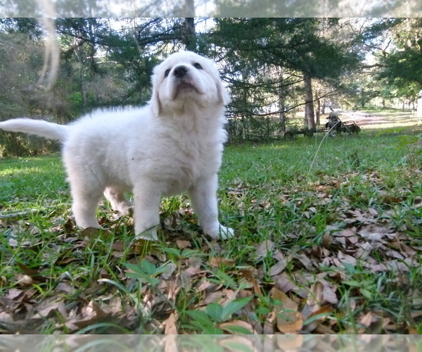 Medium Photo #1  Breeder Profile in BROOKSVILLE, FL, USA
