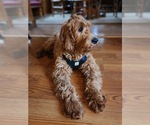 Small #19 Breeder Profile image