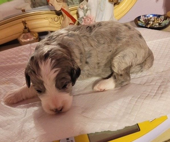 Medium Photo #13  Breeder Profile in PASCO, WA, USA