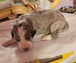 Small #12 Breeder Profile image