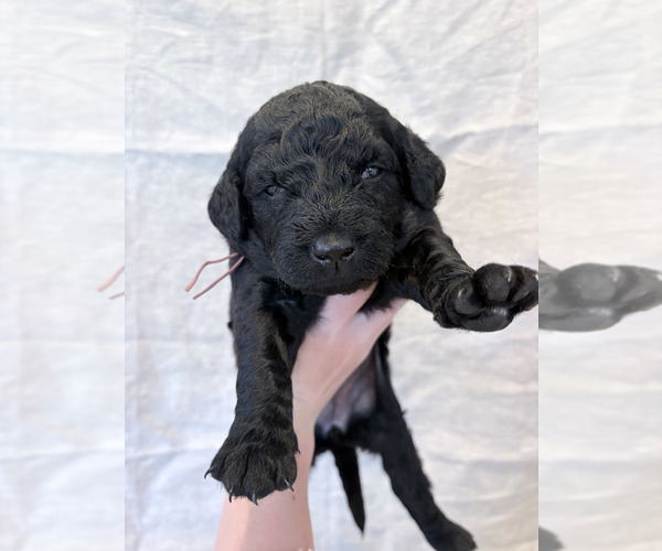 Medium Photo #1  Breeder Profile in CAPE MAY COURT HOUSE, NJ, USA