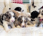 Small #3 Breeder Profile image