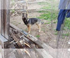 German Shepherd Dog Dog Breeder near BROOMFIELD, CO, USA