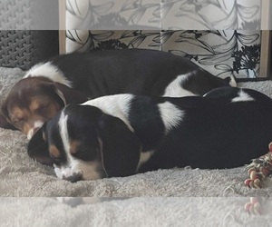 Beagle Dog Breeder near UNIONTOWN, PA, USA