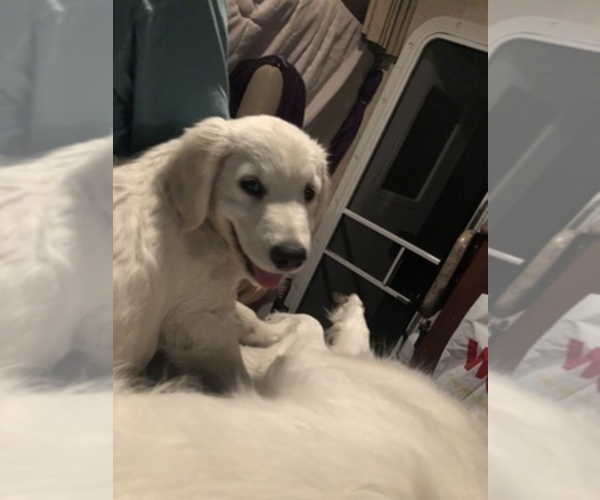 Medium Photo #15  Breeder Profile in COLVILLE, WA, USA