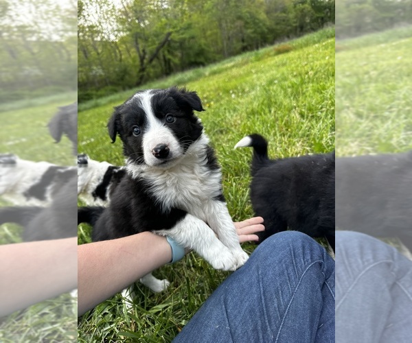 Medium Photo #2  Breeder Profile in SWANNANOA, NC, USA