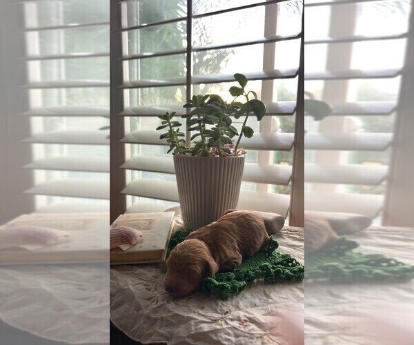 Medium Photo #35  Breeder Profile in FOUNTAIN VALLEY, CA, USA