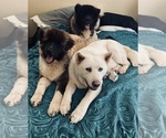 Small breeder photo