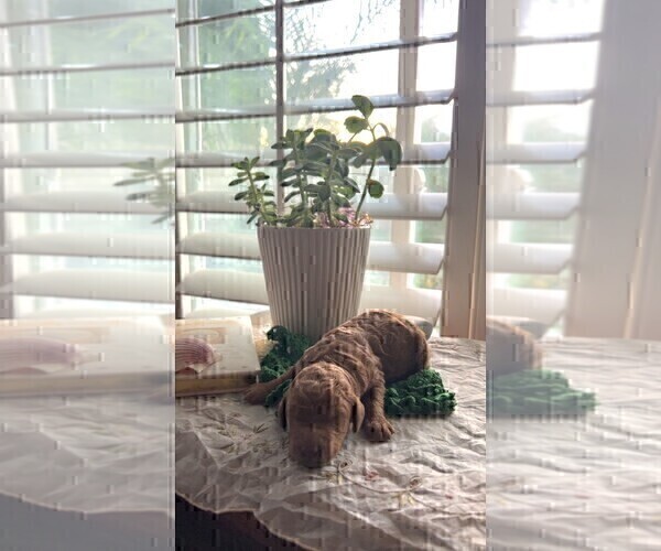Medium Photo #43  Breeder Profile in HUNTINGTON BEACH, CA, USA