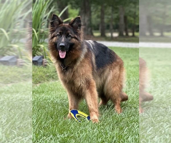 Medium Photo #9  Breeder Profile in COVINGTON, LA, USA