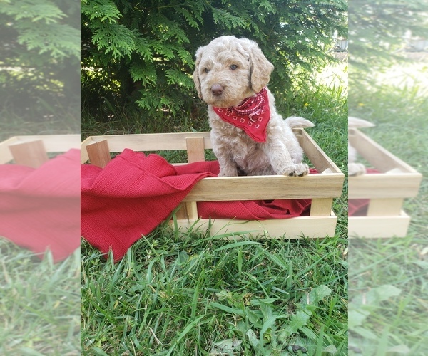 Medium Photo #1  Breeder Profile in LEXINGTON, NC, USA