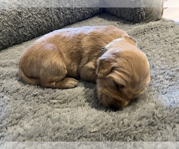 Medium Photo #22  Breeder Profile in SWEETWATER, TN, USA