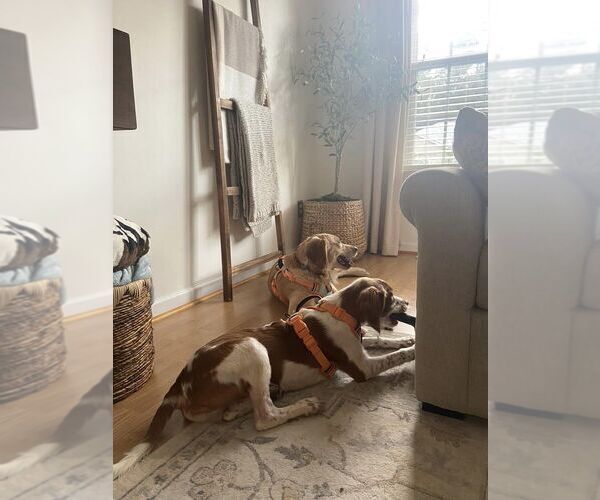 Medium Photo #40  Breeder Profile in HORTENSE, GA, USA