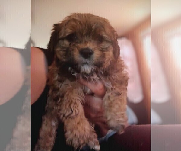 Medium Photo #1  Breeder Profile in WOBURN, MA, USA