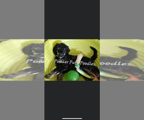 Medium Photo #1  Breeder Profile in ROCHESTER, NY, USA