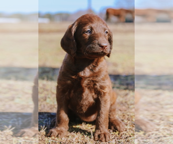 Medium Photo #6  Breeder Profile in PRATTSVILLE, AR, USA