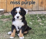 Small #7 Breeder Profile image