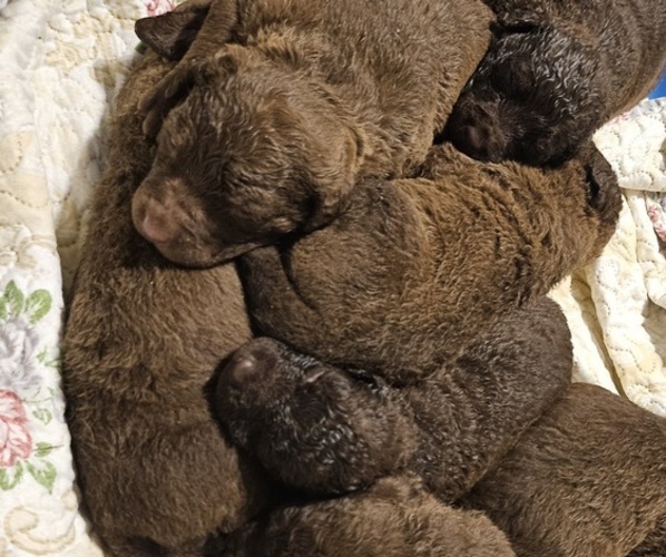 Medium Photo #19  Breeder Profile in Cordele, GA, USA