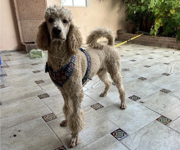 Medium Photo #2  Breeder Profile in SAN ANTONIO, TX, USA