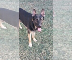 German Shepherd Dog Dog Breeder near SAN ANTONIO, TX, USA