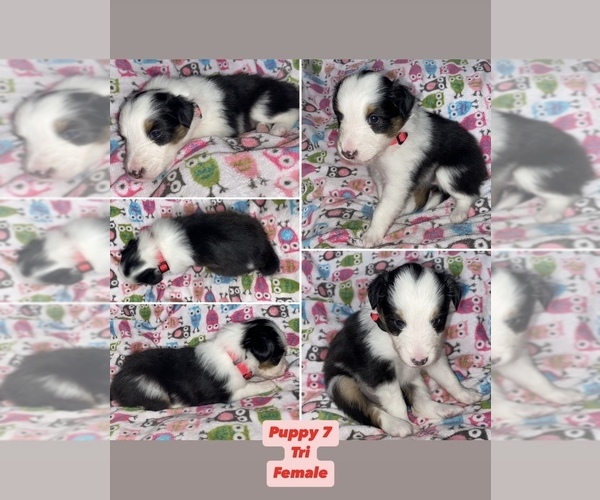 Medium Photo #8  Breeder Profile in ALBANY, OR, USA