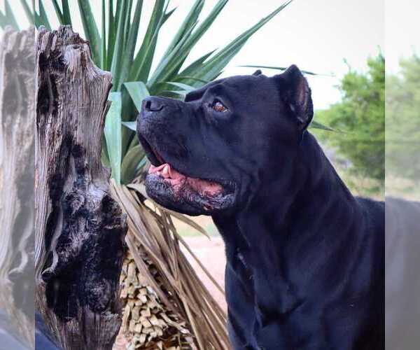 Medium Photo #6  Breeder Profile in BEAVERDAM, VA, USA