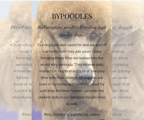 Medium Photo #1  Breeder Profile in CAPE CORAL, FL, USA