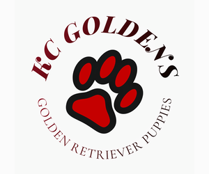 Golden Retriever Dog Breeder near RUTLEDGE, MO, USA