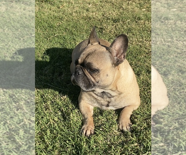 Medium Photo #1  Breeder Profile in FORT WORTH, TX, USA