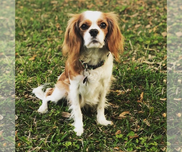 Medium Photo #1  Breeder Profile in CLEARWATER, FL, USA