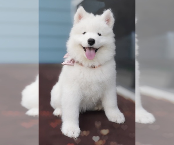 Medium Photo #6  Breeder Profile in MYRTLE BEACH, SC, USA