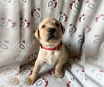 Small #1 Breeder Profile image