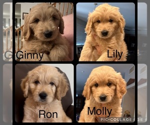 Goldendoodle Dog Breeder near PEORIA, AZ, USA