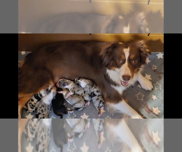 Medium Photo #1  Breeder Profile in JEWETT CITY, CT, USA