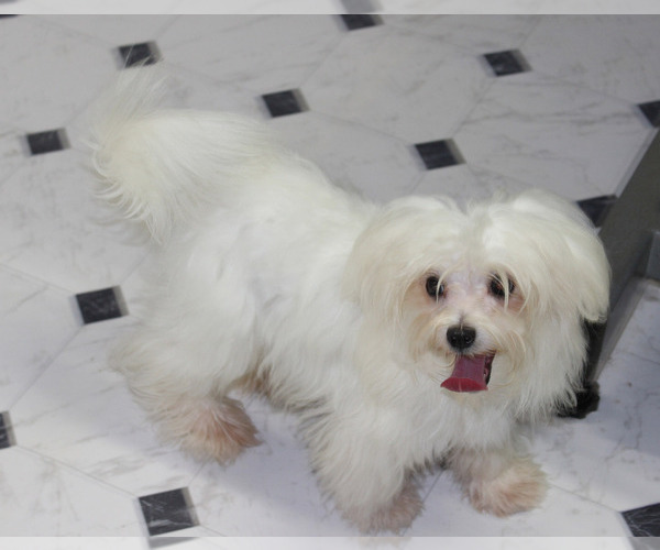 Medium Photo #91  Breeder Profile in CHANUTE, KS, USA