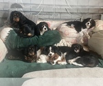 Small breeder photo