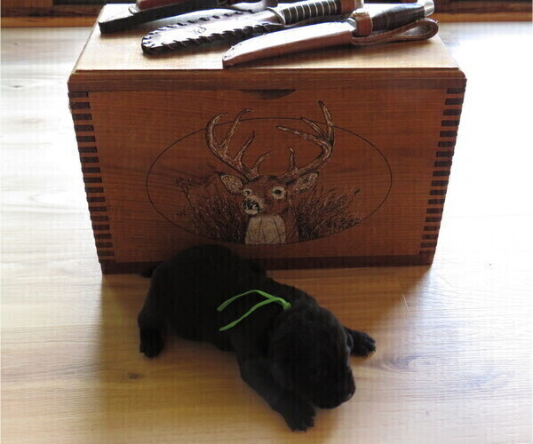 Medium Photo #9  Breeder Profile in ELIZABETH, WV, USA