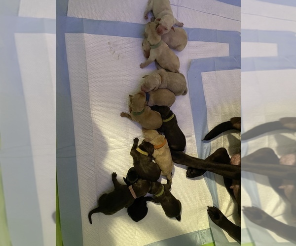 Medium Photo #1  Breeder Profile in COCOA, FL, USA