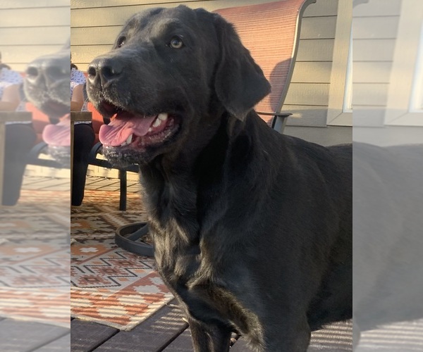 Medium Photo #23  Breeder Profile in ALBANY, MO, USA