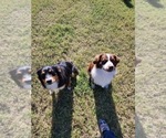 Small breeder photo