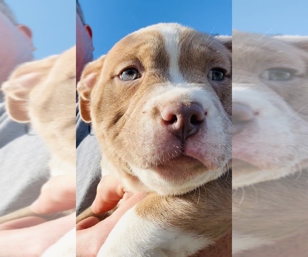 Medium Photo #12  Breeder Profile in GROVE CITY, MN, USA