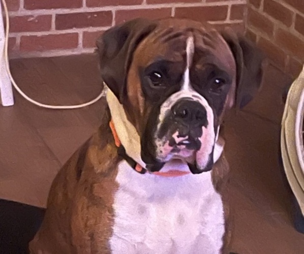 Medium Photo #1  Breeder Profile in STERLING HEIGHTS, MI, USA