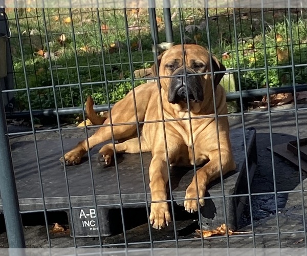 Medium Photo #5  Breeder Profile in HUGHESVILLE, MD, USA