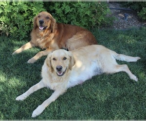 Golden Retriever Dog Breeder near REEDLEY, CA, USA