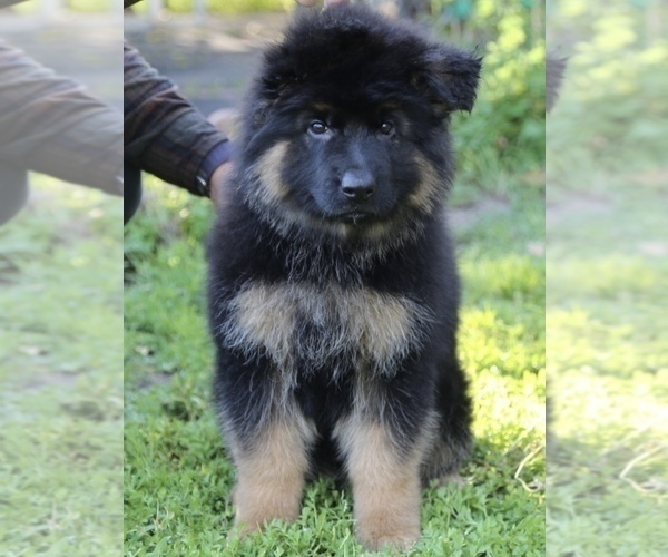 Medium Photo #7  Breeder Profile in ANTIOCH, CA, USA