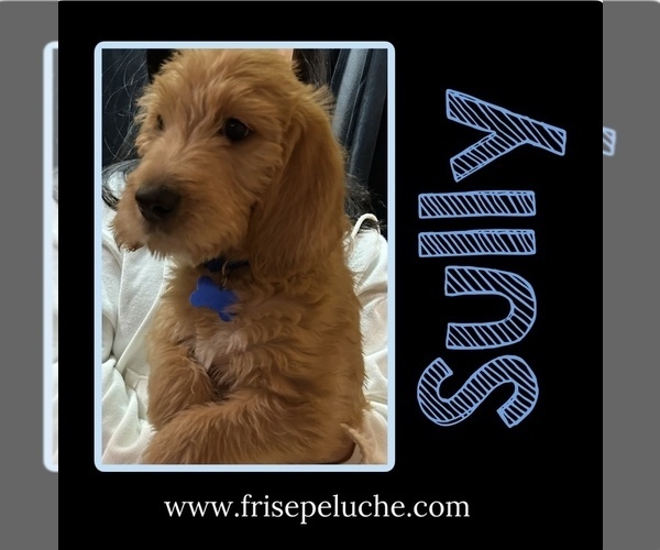 Medium Photo #2  Breeder Profile in CLEVELAND, OH, USA
